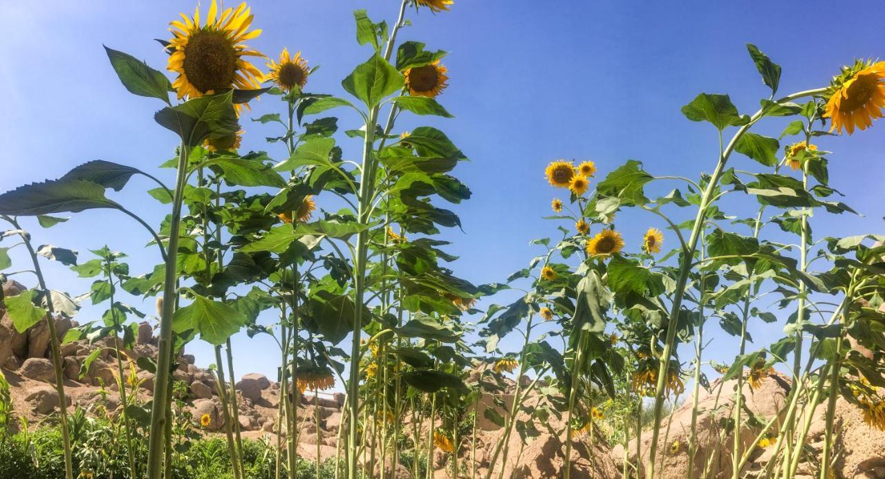 فيلا Eco Nubia أسوان المظهر الخارجي الصورة